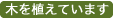 木を植えています
